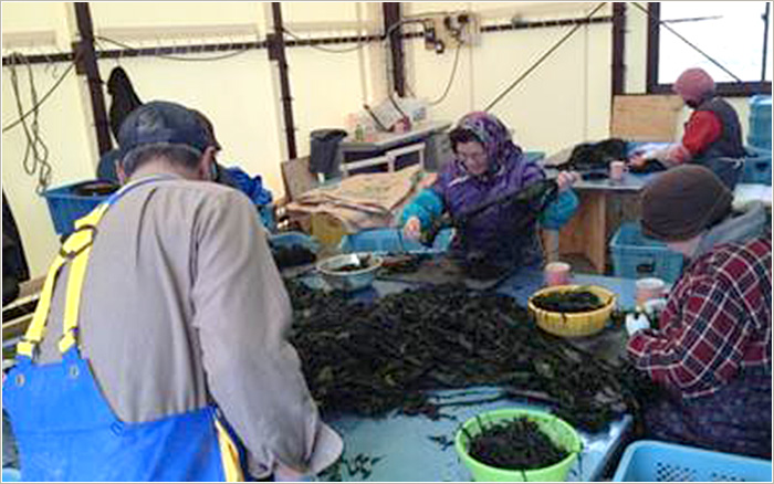 宮城県石巻市で、養殖ワカメの仮設作業場を設置 ©PARCIC